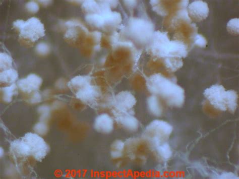 Explore new opportunities with our results. Green White or Black Mold under the Microscope - micro ...