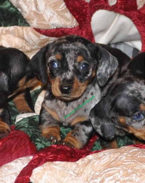 Ask questions and learn about dachshunds at nextdaypets.com. Dachshund Puppies For Sale | Athens, GA #107717 | Petzlover