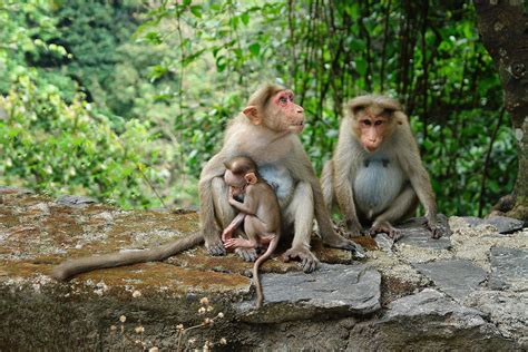 Monkey Two Brown Primate Sitting On Rock Wildlife Image Free Photo