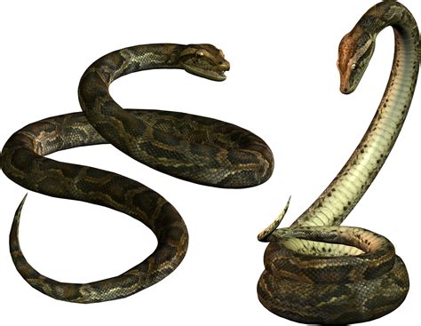 Cobra Snake Png Hd Transparent Cobra Snake Hdpng Images Pluspng