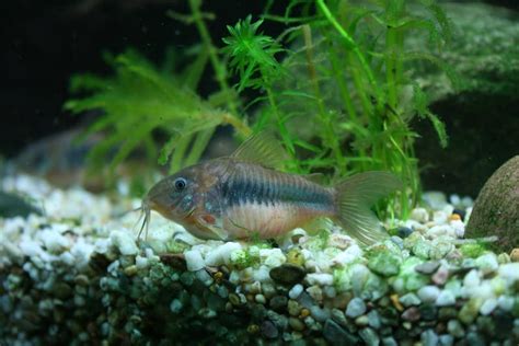 Sexing Cory Catfish Corydoras Male Or Female Guide Keeping Catfish