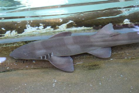 Brown Banded Bamboo Shark Zoochat