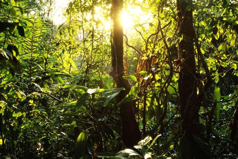 Abiotic Factors Tropical Rainforest