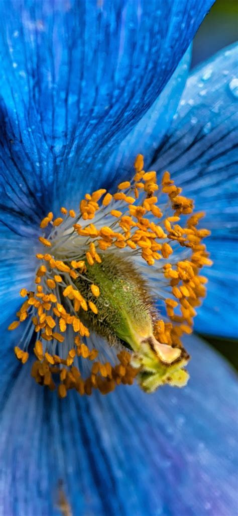 Wallpaper Blue Poppy Flower Close Up 3840x2160 Uhd 4k