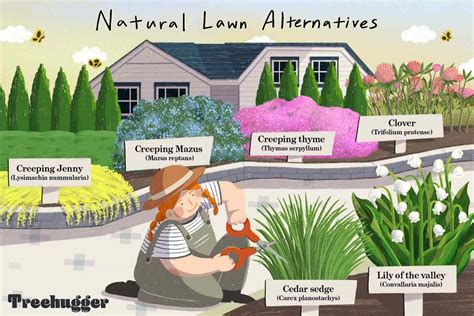 11 Natural Lawn Alternatives
