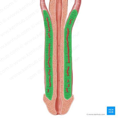 Penis Anatomie Versorgung Funktion Kenhub