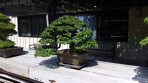 Super Old Incredible Bonsai Trees At The United States National