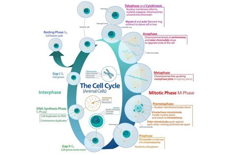 The Cell Cycle Of Growth And Replication
