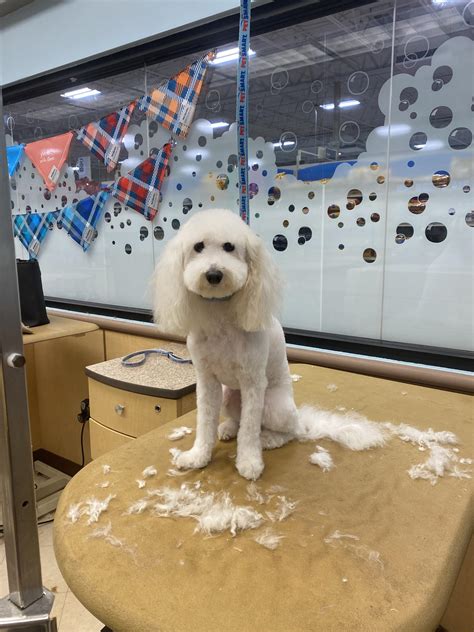 Haven't posted a groom in a while. Winter was a sweetie:.) : r/doggrooming