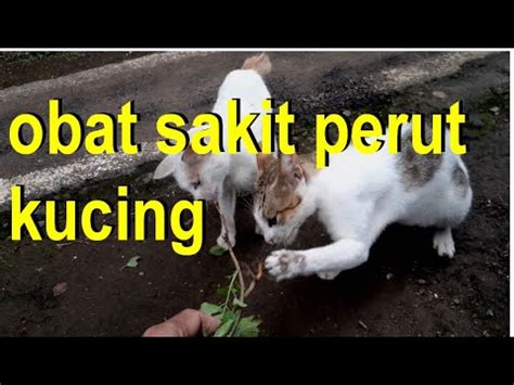 Penyakit pernapasan dapat menyumbat hidung dan kucing sakit mata sama dengan keluarnya kotoran coklat, sehingga dapat. Cara Mengobati Kucing Sakit Perut Pakai Tanaman Anting ...