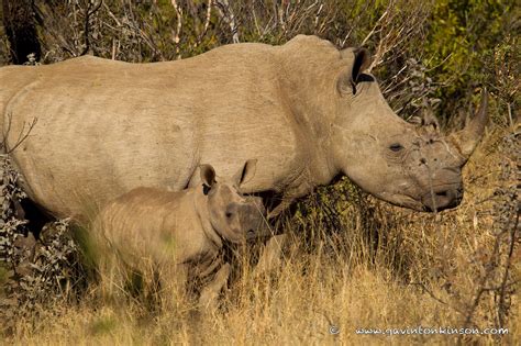 A Massive Rhino Mother And Her Baby Rhino Horns Mother Baby