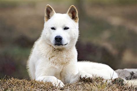 Jindo Dog Breed Information And Characteristics Daily Paws