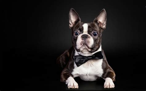 Descargar Fondos De Pantalla Bulldog Francés Divertido Perro Close Up