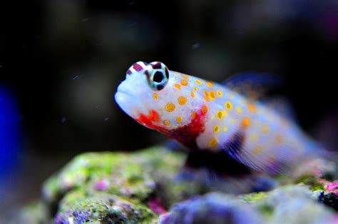 Orange Spotted Shrimp Goby Photograph By Puzzles Shum