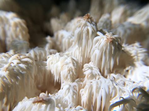 Coral Tooth Mushroom Hericium Coralloides 1001 Mushroom Project