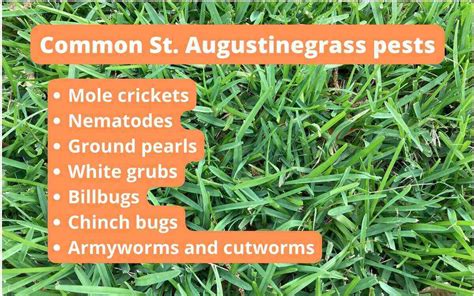 7 Common St Augustinegrass Pests Lawn Care Blog Lawn Love