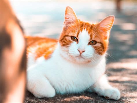 Kristin lindquist believes many pet owners would prefer to have their pet's final moments be at home where family can be by their side and everything is familiar. Pet Loss | Hope Funeral Home | Fayetteville GA funeral ...