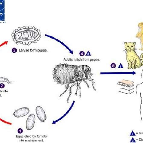 1 General Flea Life Cycle Available At Dpdxfleas