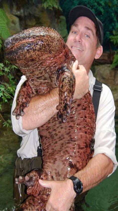 Giant Chinese Salamander The World S Largest Amphibian Can Be Found In