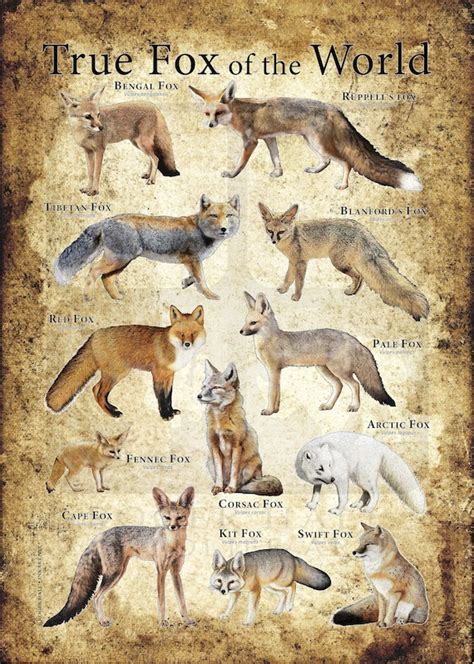 True Foxes Of The World Poster Print Etsy