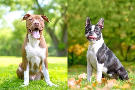 Boston Pit Boston Terrier And Pitbull Mix Info Pictures Facts Faqs