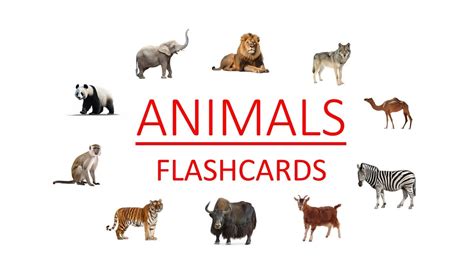 Animal Flashcards Youtube