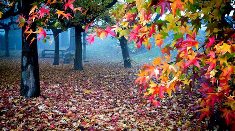Beautiful Autumn Leafed Trees In Forest With Fog 4k Hd Nature