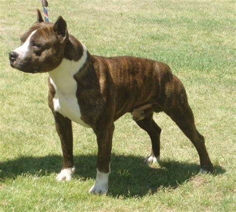 Such Good Dogs Breed Of The Month American Staffordshire