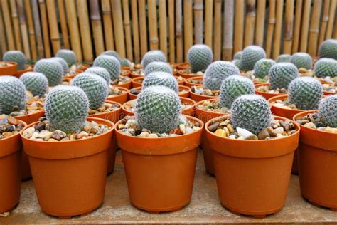 Mini Cactus Plants Stock Photo Image Of Gardening 108149984