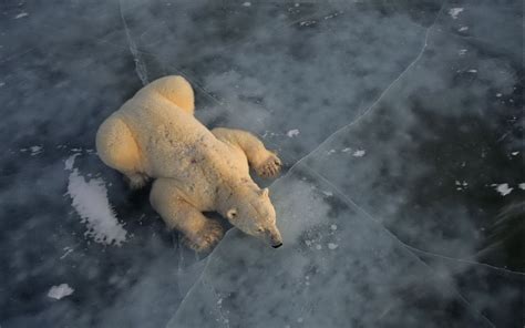 Polar Bear Ice North Pole Wallpaper X Wallpaperup