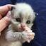 Global Inspiration These Cute Adorable & Playful Foster Kittens Are 