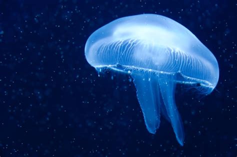 How would a jellyfish catch a fish? iStock_000010492798Small1.jpg
