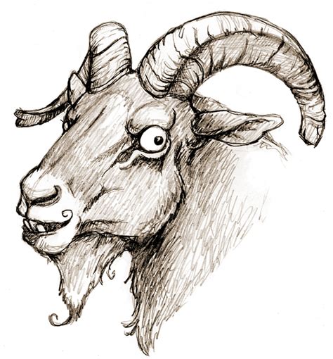 Pygmy Goat Drawing At Getdrawings Free Download