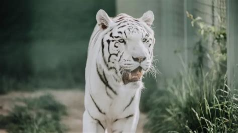 White Tiger Names Best Male Female Naming Ideas