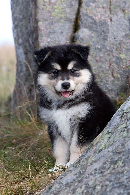 Finnish Lapphund Puppy Sitting By Boulders Kimballstock