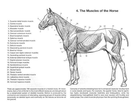 957 best Horse Education images on Pinterest | Horseback riding lessons