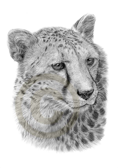 African Cheetah Pencil Drawing Print 2 Sizes Artwork Etsy