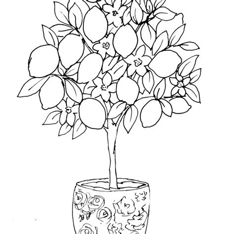 Potted Lemon Tree Sketch Diane Antone Studio