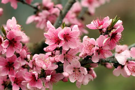 Apple Tree Bright Spring Pink Flowers Petals Blossoms Tender