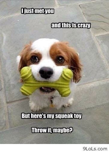 Dogs Cant Live Without Their Toy Animal Captions Cute Animal Memes