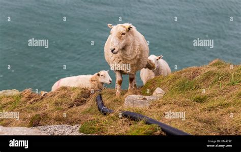 Sheep Climbing A Rock Near South Stack Isle Of Anglesey Wales Uk