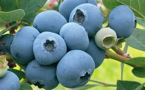 Takes The Cake Rabbiteye Blueberry Bush For Sale Online From Wilson