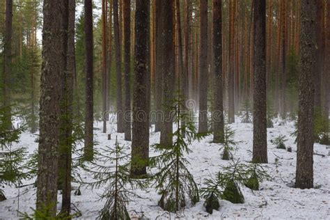 Snow Melting In Forest Stock Image Image Of Russia 144619505