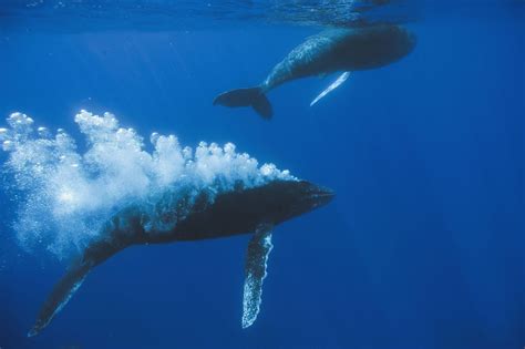 When Do Whales Reach Sexual Maturity