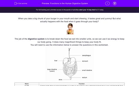 Digestive system is a collection of organs that work together to break free pdf worksheets!!! Functions in the Human Digestive System Worksheet - EdPlace