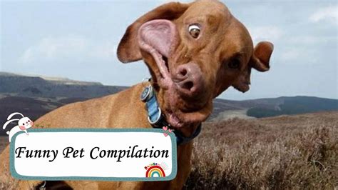 Funny Pet Compilation| The Funniest Video of Pets Fails - YouTube
