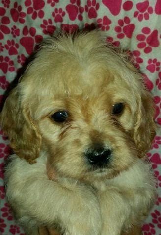 Cockapoos are now so common in north america that they may soon obtain breed standards and formal recognition. Family raised Cockapoo puppies for Sale in Portland ...