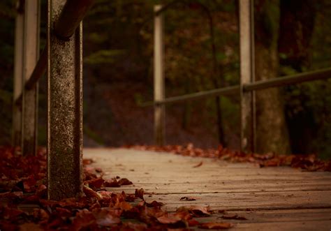 Free Images Tree Nature Forest Path Light Wood