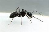 Pictures of Black Carpenter Ants
