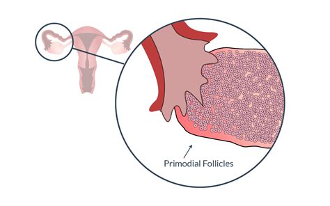 The presence of multiple queen eggs could mean the release of both during ovulation—resulting in the possibility of a fraternal twin pregnancy if both are fertilized!) Ovulation - Understanding Ovulation to Get Pregnant